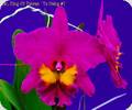 Rlc. King of Taiwan